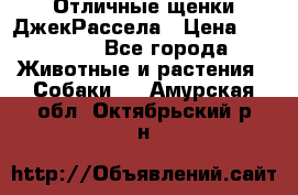 Отличные щенки ДжекРассела › Цена ­ 50 000 - Все города Животные и растения » Собаки   . Амурская обл.,Октябрьский р-н